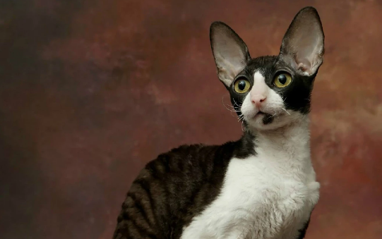 埃及猫和柯尼斯卷毛猫打架谁更厉害