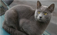 波斯猫和夏特尔猫打架谁更厉害