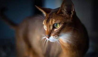 阿比西尼亚猫和山东狮子猫哪个聪明-谁智商高 阿比西尼亚猫和山东狮子猫哪个聪明-谁智商高
