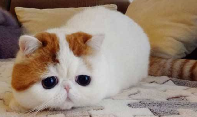 波斯猫和异国短毛猫打架谁更厉害