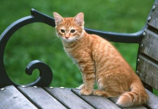 波斯猫和美国硬毛猫打架谁更厉害