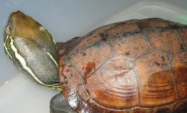 大头乌龟的形态特征
