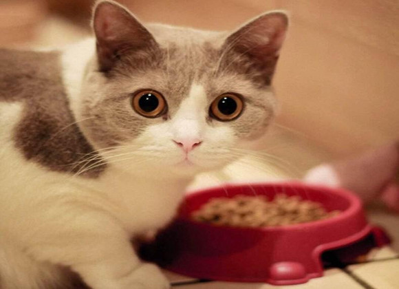 猫藏起来的东西,就永远别想找到了~ 猫藏起来的东西,就永远别想找到了~