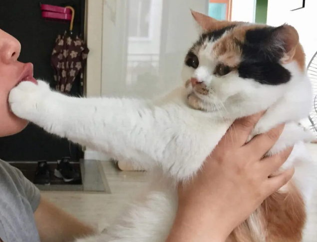 别再羡慕别家猫乖巧粘人了，知道这些你也可以......