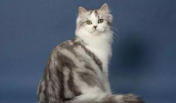 奥西猫和褴褛猫打架谁更厉害
