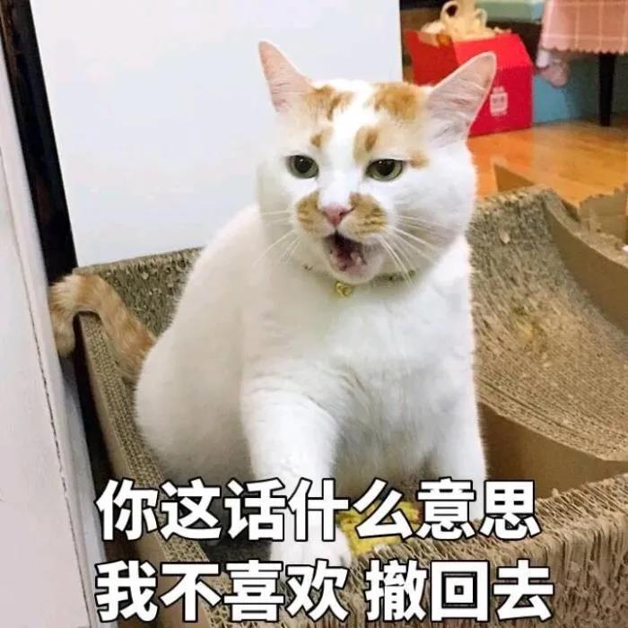 当猫咪懒起来，也真是让人大开眼界了！.jpg