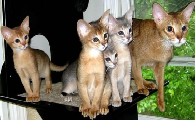 阿比西尼亚猫和新加坡猫打架谁更厉害