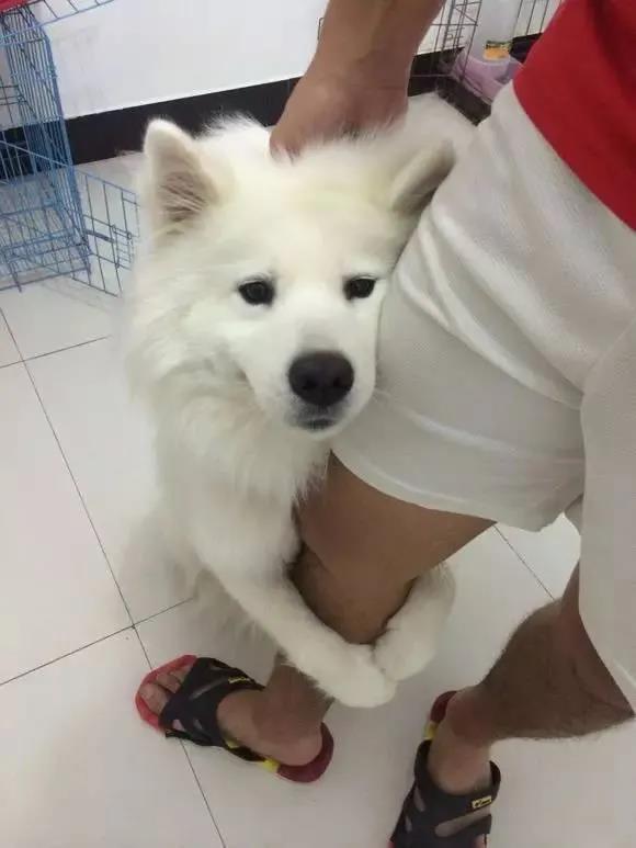 狗狗为什么喜欢抱你大腿？并不一定是要耍流氓！