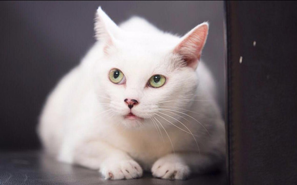 能救主人的狗狗,我的宠物少将军,宠物猫舍命救主人 能救主人的狗狗,我的宠物少将军,宠物猫舍命救主人