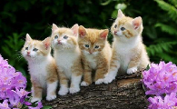 猫尾巴的不同动作传达了什么信息