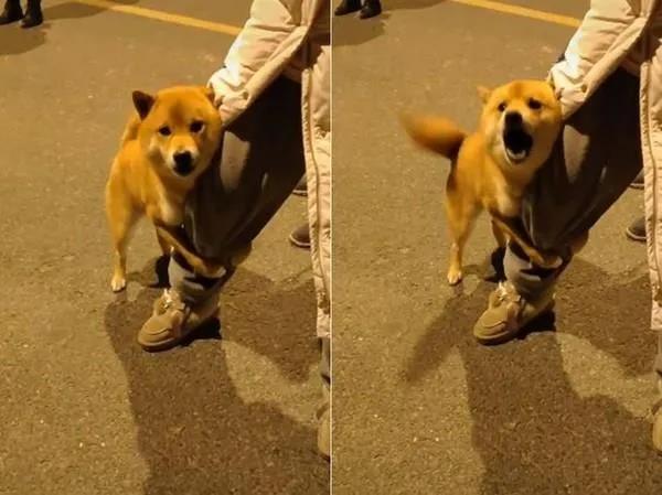 狗狗为什么喜欢抱你大腿？并不一定是要耍流氓！