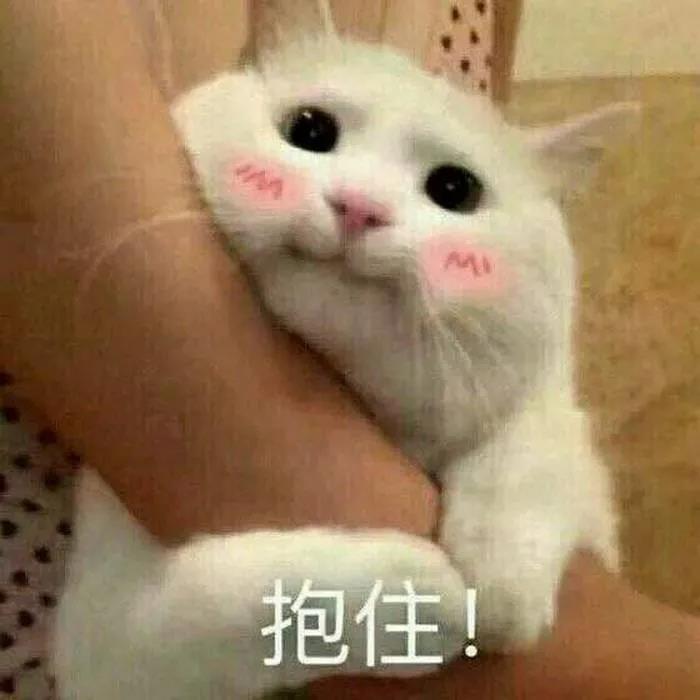 春节回家过年,猫咪独自留守在家该怎么办? 春节回家过年,猫咪独自留守在家该怎么办?