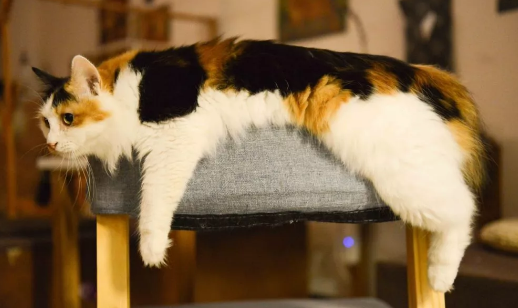 为什么我的猫总是故意不理我?一起来看看吧~ 为什么我的猫总是故意不理我?一起来看看吧~
