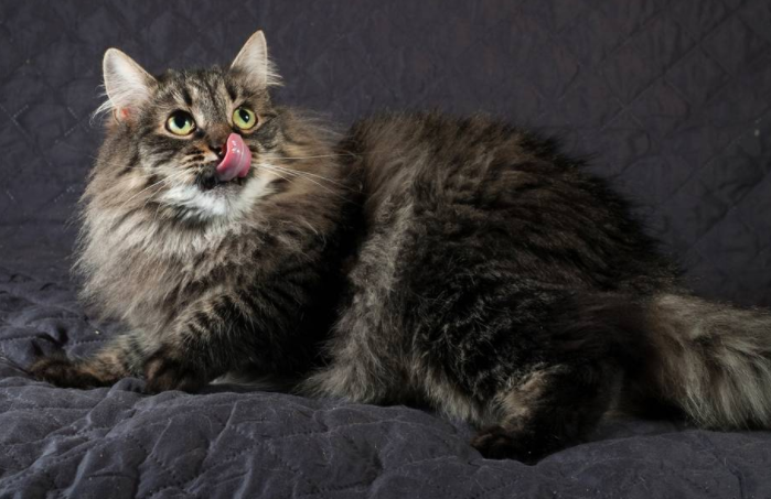 埃及猫和西伯利亚猫打架谁更厉害