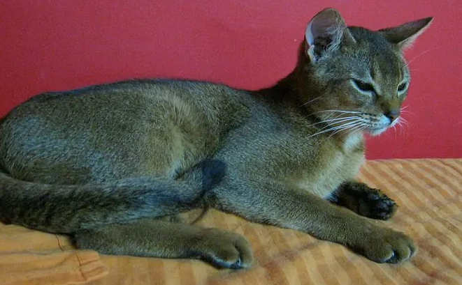 阿比西尼亚猫和索马里猫哪个聪明-谁智商高