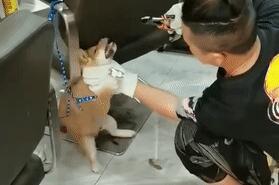 小柴犬被活活拔掉牙齿后,施虐者:我是一个很喜欢狗的人... 小柴犬被活活拔掉牙齿后,施虐者:我是一个很喜欢狗的人...
