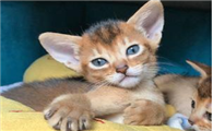 阿比西尼亚猫和异国短毛猫哪个好养