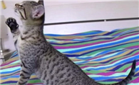 埃及猫和挪威森林猫打架谁更厉害