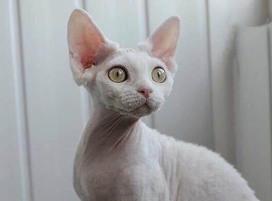 埃及猫和德文卷毛猫打架谁更厉害
