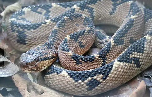 会放电捕鱼的亚马逊电蛇一起来了解下吧