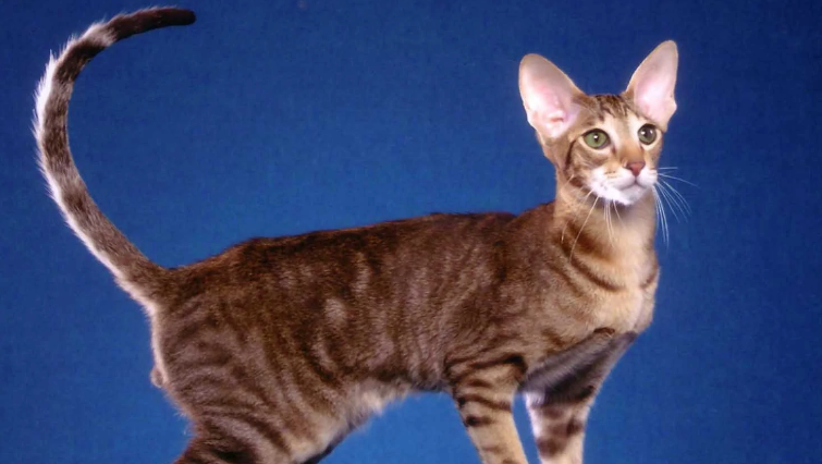 埃及猫和东方短毛猫打架谁更厉害 埃及猫和东方短毛猫打架谁更厉害