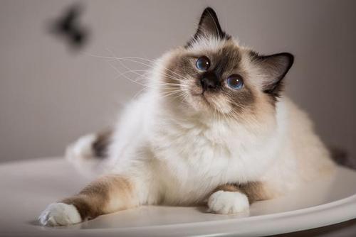 奥西猫和巴厘猫打架谁更厉害