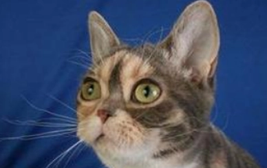 埃及猫和美国硬毛猫打架谁更厉害
