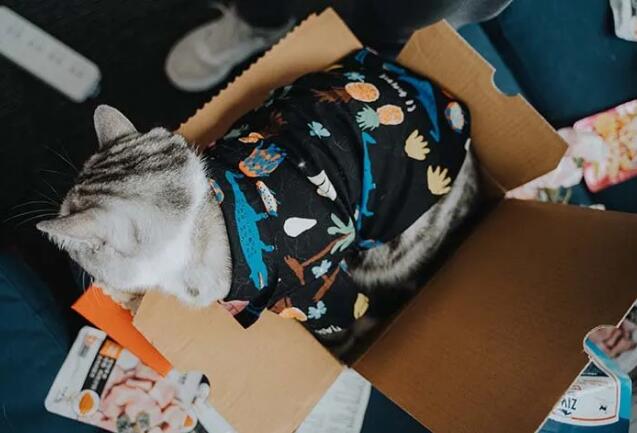 你知道猫咪为什么那么喜欢纸箱吗? 你知道猫咪为什么那么喜欢纸箱吗?