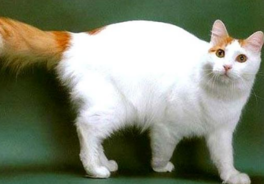 奥西猫和土耳其梵猫打架谁更厉害