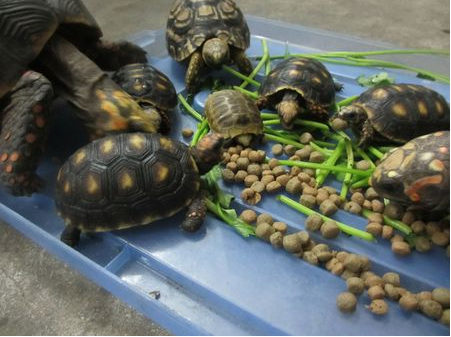 龟的饲料有哪些 植物性饲料