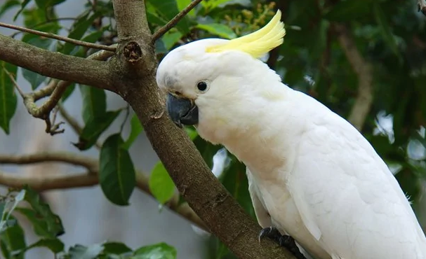 怒发冲冠 的代表 小葵花凤头鹦鹉 来认识一下吧 宠物网