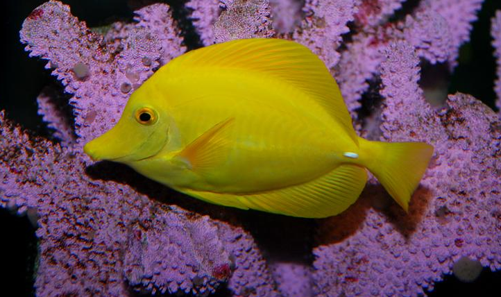 一篇黄三角吊挑选技巧请收下