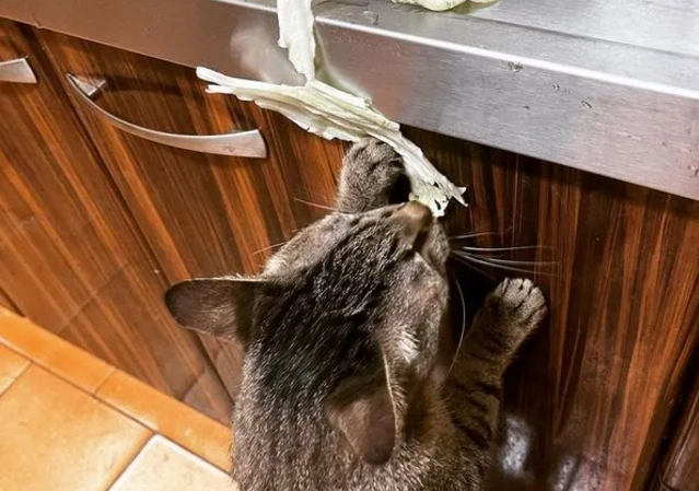 猫咪对鱼干不感兴趣，竟只钟情于白菜？还抢着吃！