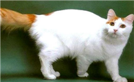 奥西猫和土耳其梵猫打架谁更厉害