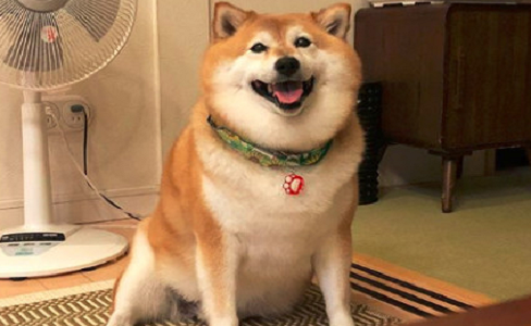 有一种狗,叫做爷爷奶奶带大的狗