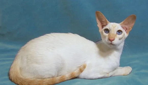 阿比西尼亚猫和重点色短毛猫打架谁更厉害