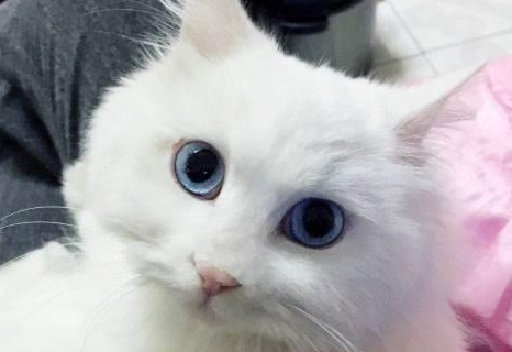 波斯猫和缅甸猫打架谁更厉害
