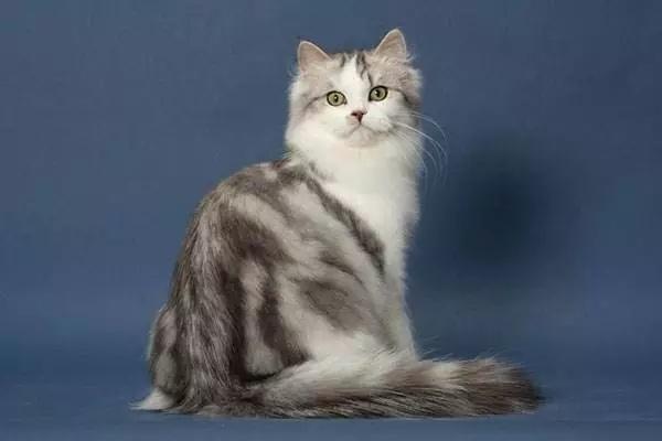 埃及猫和褴褛猫打架谁更厉害