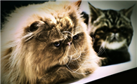 阿比西尼亚猫和喜马拉雅猫打架谁更厉害