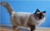 伯曼猫和电烫卷猫打架谁更厉害