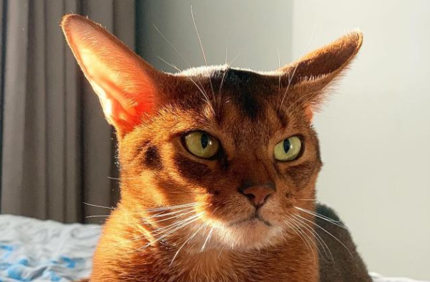 阿比西尼亚猫和土耳其安哥拉猫哪个好养