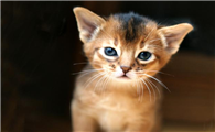 阿比西尼亚猫和新加坡猫哪个好养