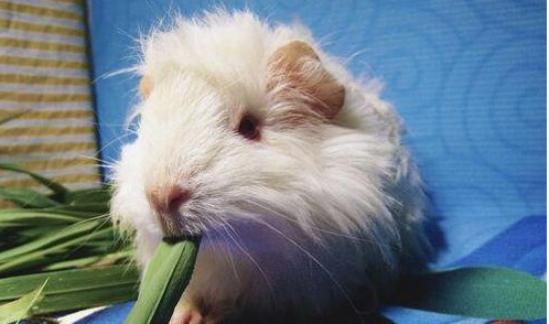 荷兰猪喜欢吃什么食物水果蔬菜类有哪些