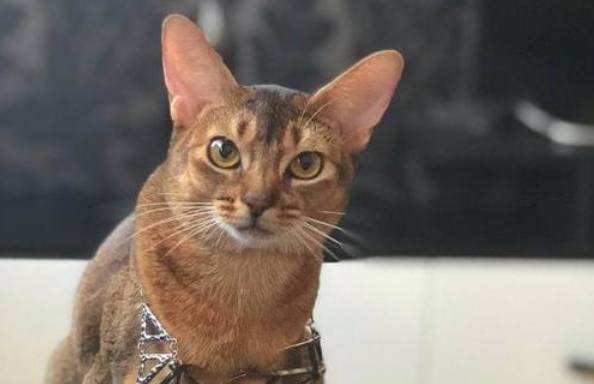 阿比西尼亚猫和美国短尾猫哪个好养