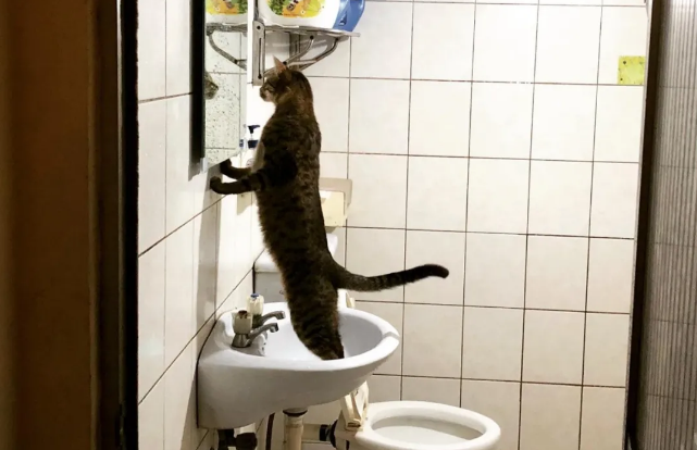 猫咪对鱼干不感兴趣，竟只钟情于白菜？还抢着吃！