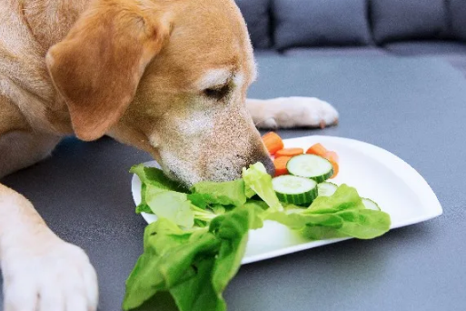 家里的狗挑食不吃狗粮,于是主人想了个办法…….png 家里的狗挑食不吃狗粮,于是主人想了个办法…….png