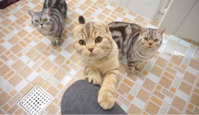 猫咪为什么老是偷看我上厕所,救命 猫咪为什么老是偷看我上厕所,救命