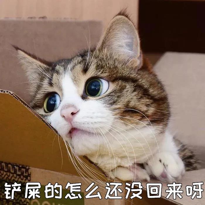 春节回家过年,猫咪独自留守在家该怎么办? 春节回家过年,猫咪独自留守在家该怎么办?