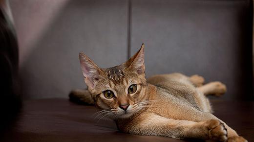 阿比西尼亚猫和英国短毛猫打架谁更厉害
