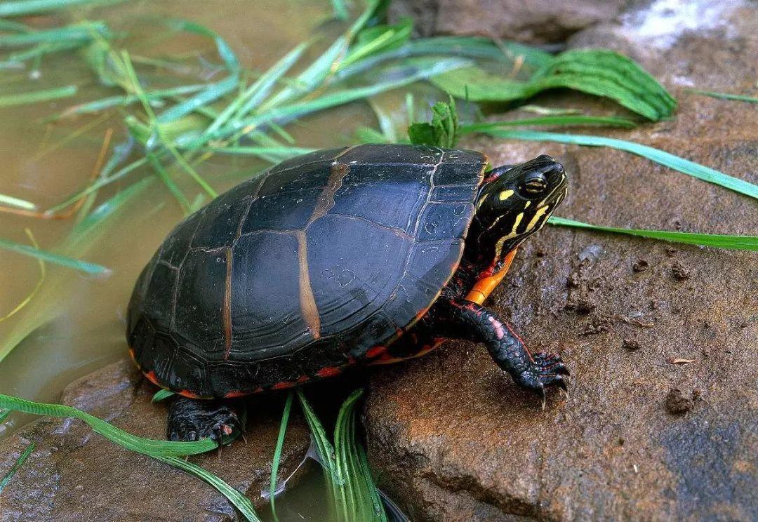 锦龟的体型特征锦龟的头部是深橄榄色的,在它的侧